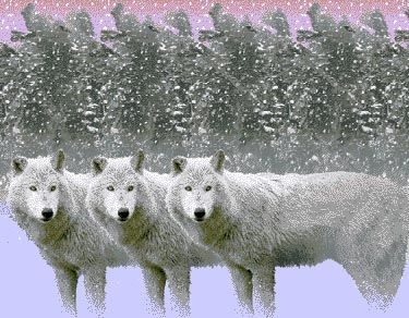 wolves3d.jpg